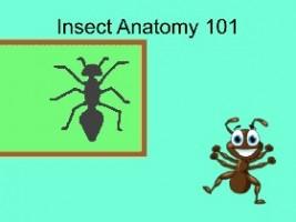 Insect Anatomy - TEMPLATE