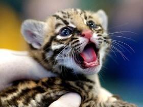 cute tiger