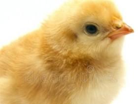 me chiken 