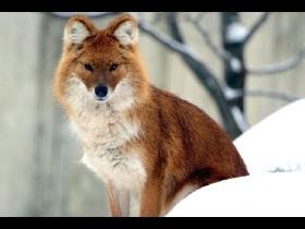 Dhole