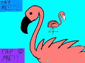 flamingo 2