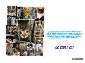 save a cat