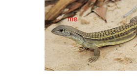 lizards