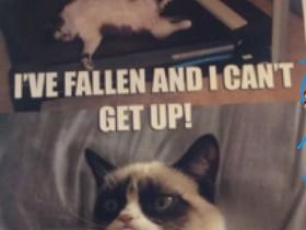 Grumpy cat 1