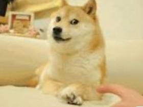 doge 1