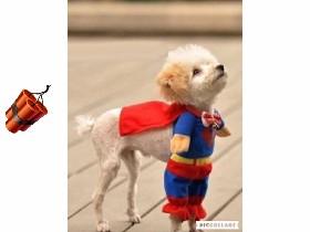 super man doggie 1 1