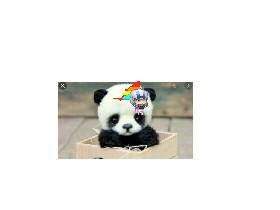 pandacorn