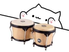 cat play at bongos