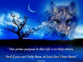 Wolf lovers look at this! 1