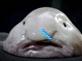 Blob the Fish