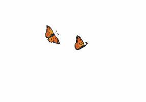 butterfly 1