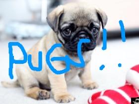 pug  1