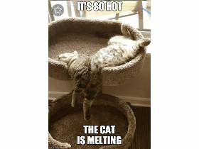 Cat Memes for thought.