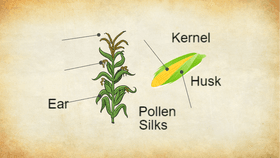 Parts of Corn - TEMPLATE