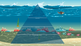 Ocean Ecological Pyramid