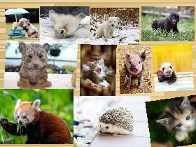 cute animals