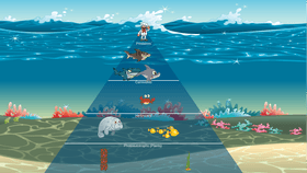 Ocean Ecological Pyramid