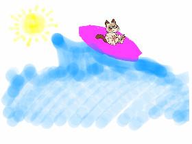 Grumpy Cat surfing