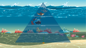 Ocean Ecological Pyramid