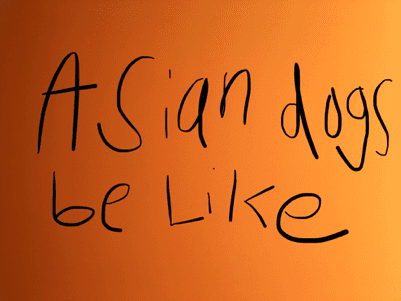 asian dog meme 1