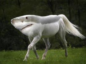 Pony shark glitch 1