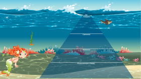 Ocean Ecological Pyramid