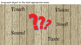 The Five Senses - TEMPLATE