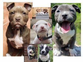 Pitbulls are cute