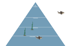 Ocean Ecological Pyramid