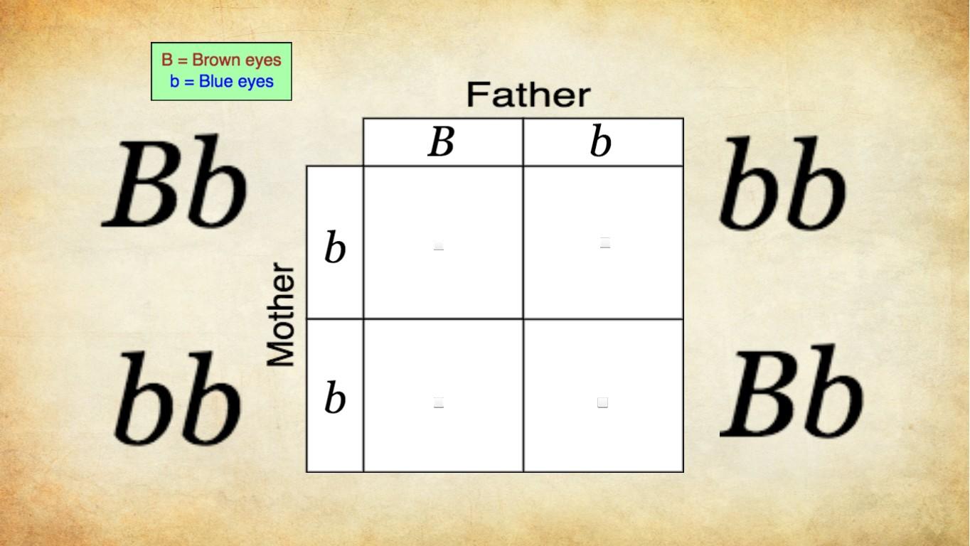 Punnett Square