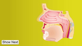 Nose Structure - TEMPLATE