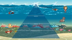 Ocean Ecological Pyramid