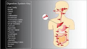 Digestive System - TEMPLATE