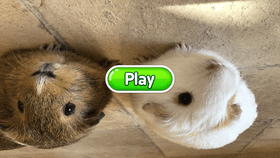 Upsidedown guinea pigs