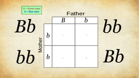 Punnett Square - TEMPLATE