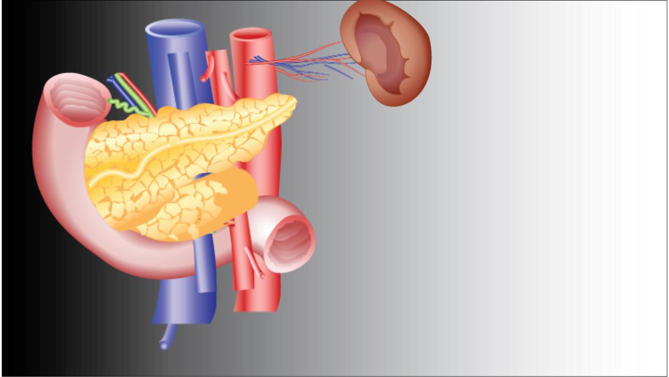 Identify Parts of the Pancreas - TEMPLATE