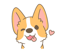 Corgi care