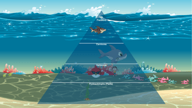 Ocean Ecological Pyramid