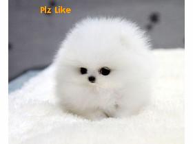 Like if u think itz cute