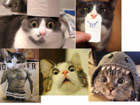 funny cats 