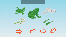 Life Cycle of a Frog