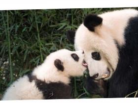 pandas!!!!!!!!!!