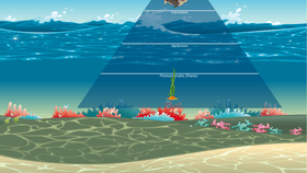 Ocean Ecological Pyramid