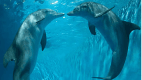 2 dolphins that suvived