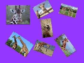 >Giraffes<