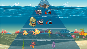 Ocean Ecological Pyramid