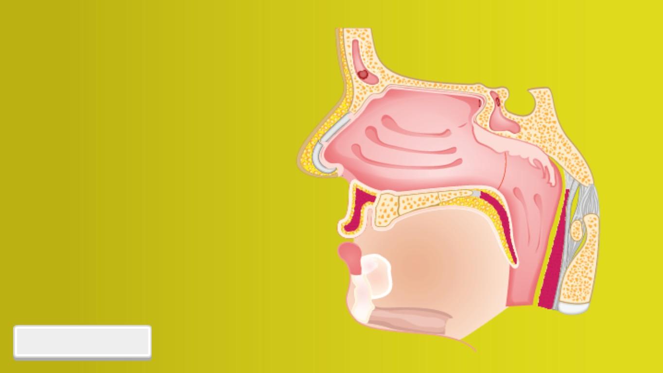 Nose Structure - TEMPLATE