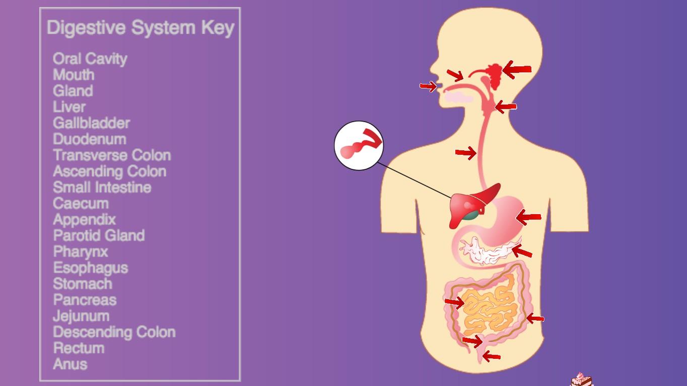 Digestive System Quiz