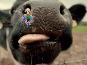 cow 1