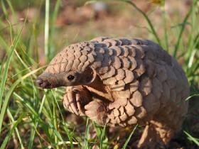 Cute pangolin! PLS LIKE